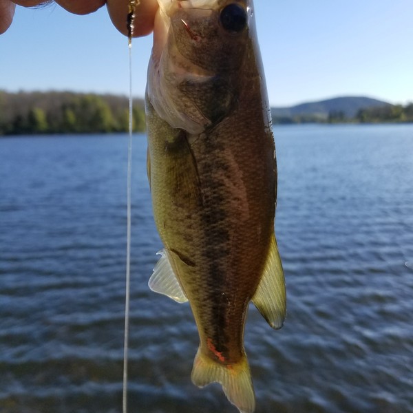 Biggest catches in Leaser Lake