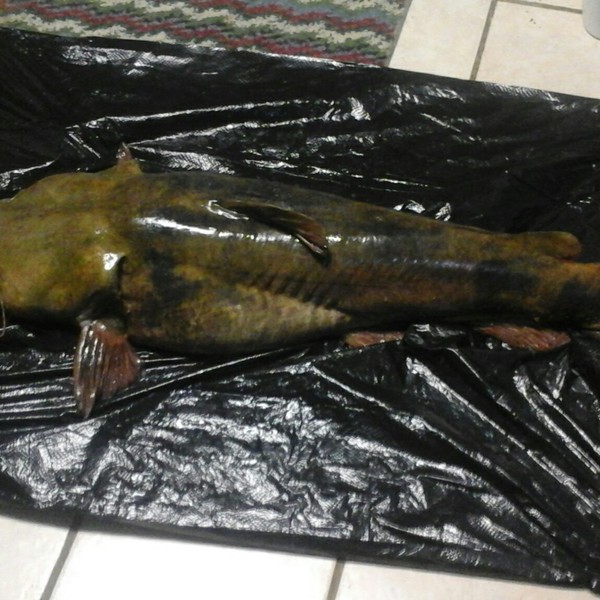 Biggest catches in Lake Lanier